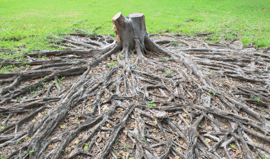 Abbsolute Tree Service