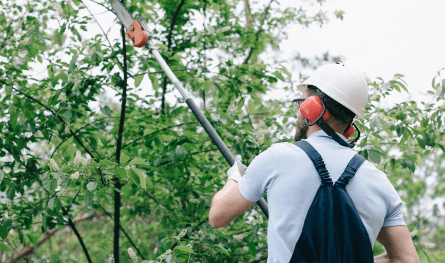 Abbsolute Tree Service